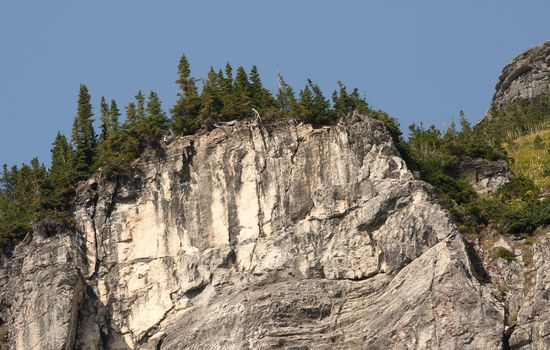 The forces of nature create an abrupt boundary for the trees and foliage at Glacier National Park.