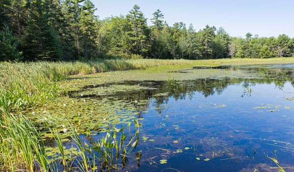 This large pond on Mount Desert Island in Maine contained scores of water lilies.