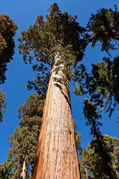 This is a giant sequoia in Mariposa Grove  located near Wawona, California, United States, in the southernmost part of Yosemite National Park.
