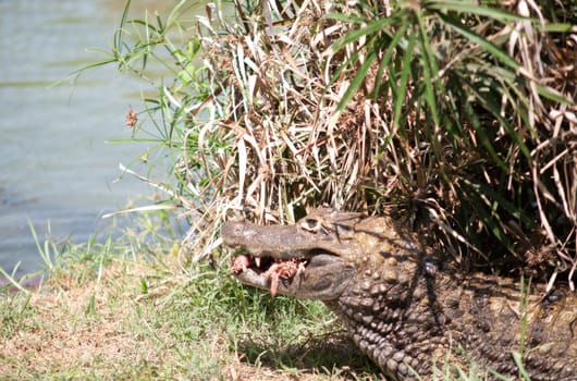 Crocodile with meat in his mouth.Crocodile devouring its prey .