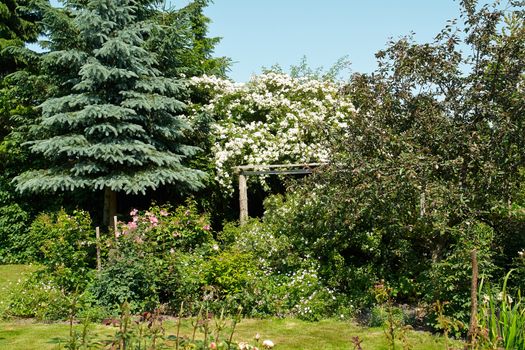 Wooden pergola gazebo in a beautiful blooming garden full of flowers and green plants