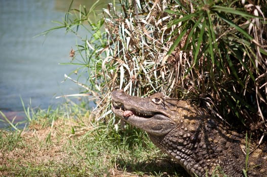 Crocodile with meat in his mouth.Crocodile devouring its prey .
