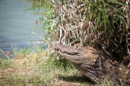 Portrait of a crocodile on a grass background close-up.