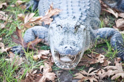 Portrait of a crocodile on a grass background close-up.