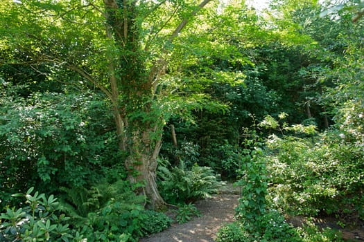 Lush green trees in a beautiful formal garden perfect gardening nature background                              