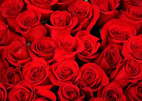 beautiful bouquet of red roses as a holiday background