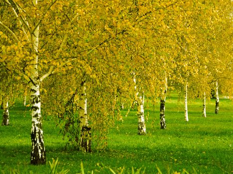 birch grove in the early autumn season