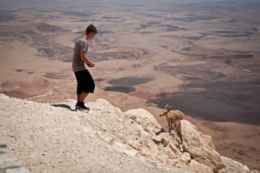 Mountain goat in the Negev desert. Israel.