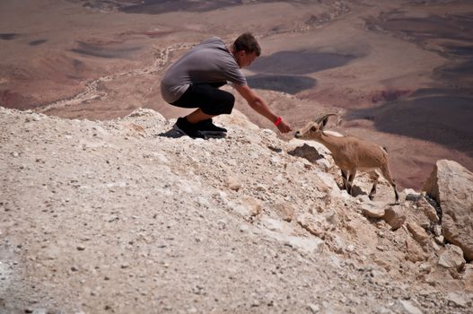 Mountain goat in the Negev desert. Israel.