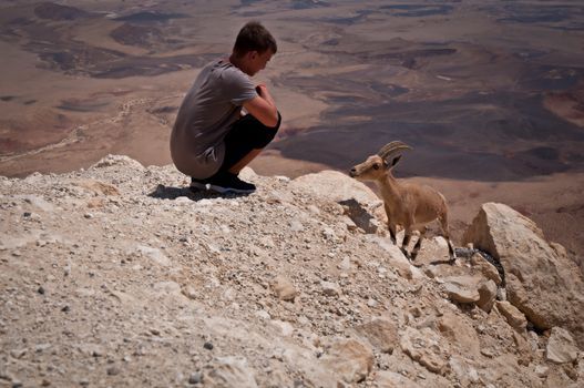 Mountain goat in the Negev desert. Israel.