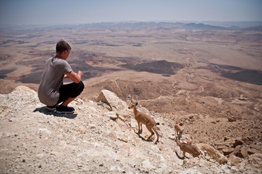 Mountain goats in the Negev desert. Israel.