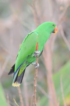 One Very Colored Parrot in a Park in Tenerife, Spain