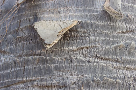 Palm bark texture ,tree bark background