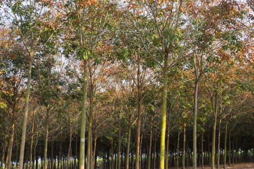 Rubber tree plantation in Thailand, where rubber tree plantations are found in many places.