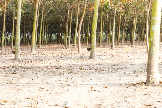 The 5 or 6 year old rubber trees in this plantation are cut daily to give their rubber into small cups.
