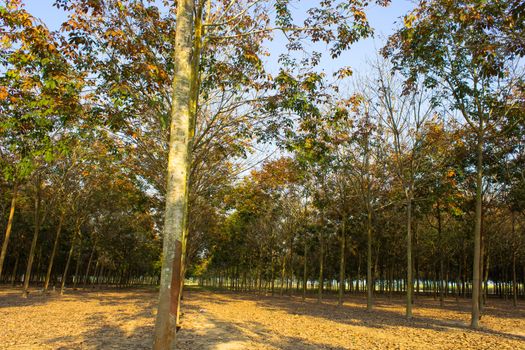 A Rubber Plantation In Thailand.