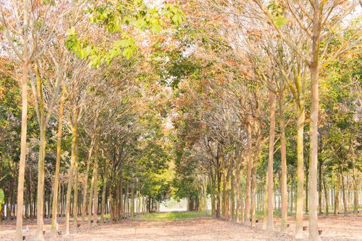 Rubber Tree Background,In Thailand,Southeast Asia.