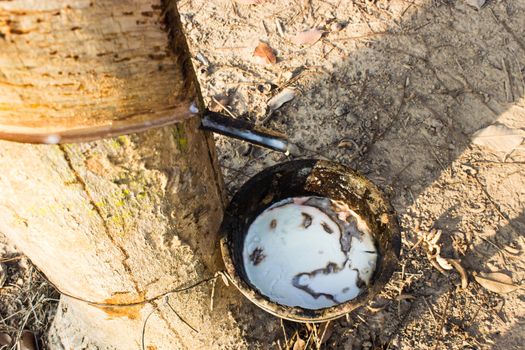 Milk of rubber tree into a wooden bowl