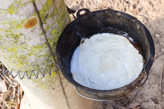 Rubber tree collection natural ,latex production in the cup