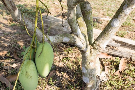 Mango fruits and mango tree