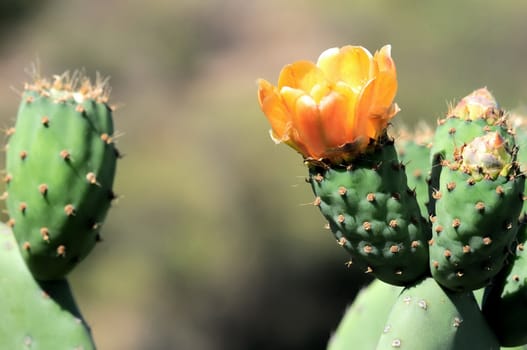 Orange Flower on top of a Green Cactus in the Desert