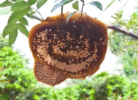 beehive on tree branch for multipurpose