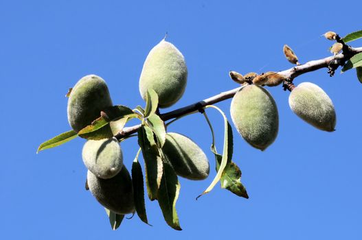 Green Unripe Prune on a Branch of a Tree 