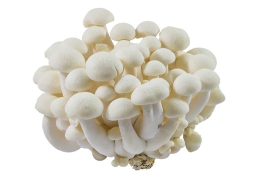 Beech Mushrooms , White Shimeji mushroom on white