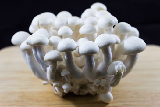 Beech Mushrooms , White Shimeji mushroom on black