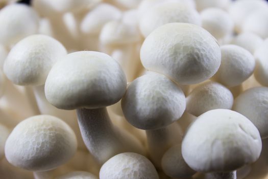 Beech Mushrooms , White Shimeji mushroom close-up