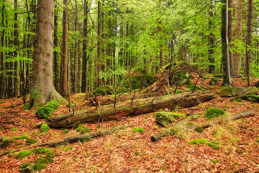 The primeval forest with mossed boulders-HDR
