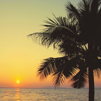 Coconut palm tree with sunrise and retro filter effect 