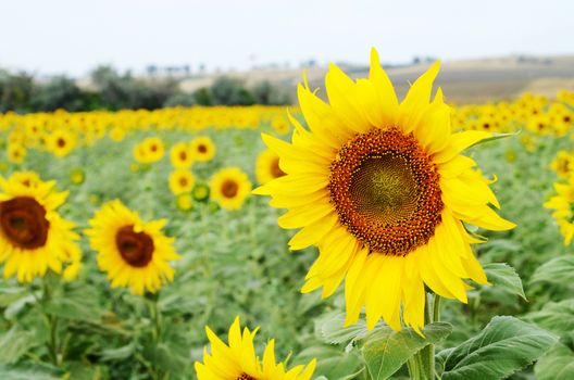 Sunflower field near Odessa,Ukraine