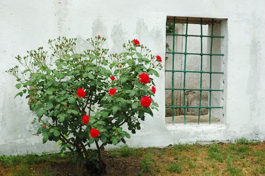 Old window and red rose bush in Bakhchisaray Khan Palace,Crimea,Ukraine

