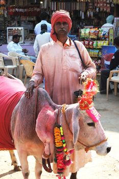 PUSHKAR, INDIA - NOVEMBER 22: Portrait of old rajasthani Sadhu,wandering hindu monk with holy cow who going to annual camel mela holiday in Pushkar on November 22,2012 in Pushkar,Rajasthan,India