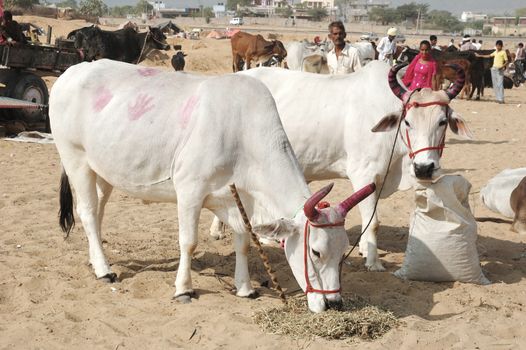 PUSHKAR, INDIA - NOVEMBER 21: Two holy cows with panted pink horns and colourful handprints on their skin eating hay at nomad's camp at annual camel mela holiday in Pushkar on November 21,2012 in Pushkar,Rajasthan,India