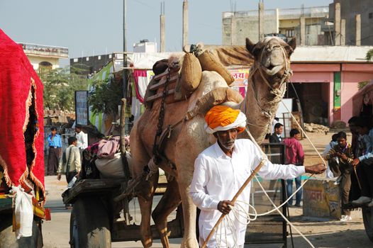 PUSHKAR, INDIA - NOVEMBER 21:Old tribal  nomad cameleer going to camel  decoration competition at cattle fair in hindu holy town Pushkar on November 22,2012 in Pushkar, Rajasthan, India