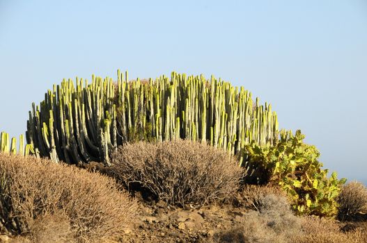 Green Big Cactus in the Desert on a Sunny Day