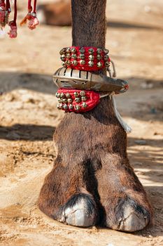 Beautifully decorated camel foot at the Pushkar Fair in India.