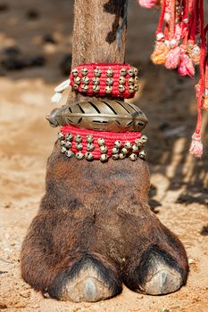 Beautifully decorated camel foot at the Pushkar Fair in India.