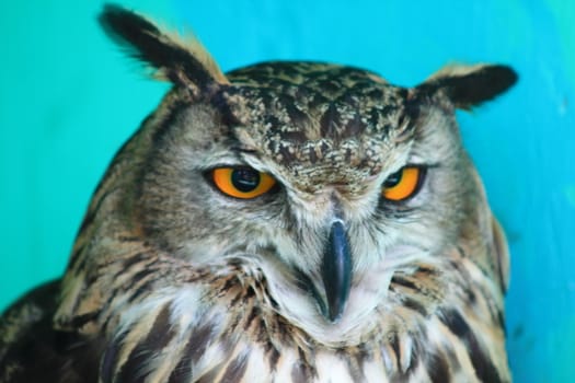 Close-up portrait of an owl with orange eyes.