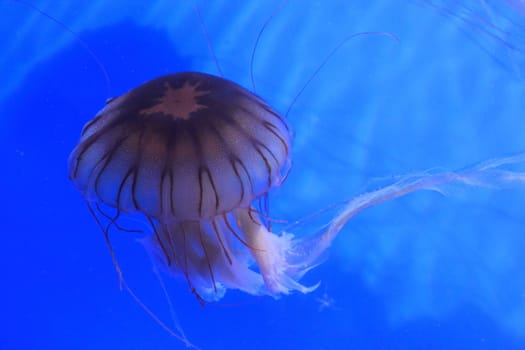 Jellyfish in the water.