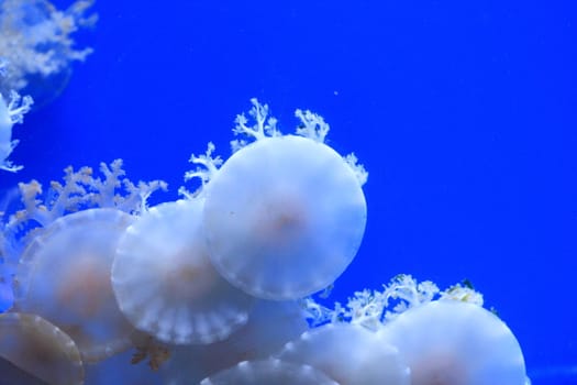 Inverted jellyfish in the water.