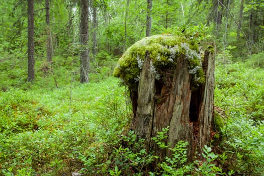 old tree stump