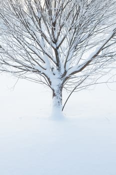 Abstract closeup of a tree in winter