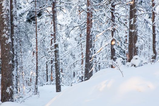 Forest full of snow at evening time.