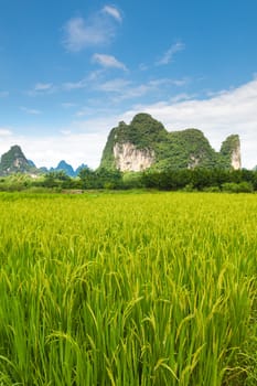 Idyllic photo of rice fields in southern china