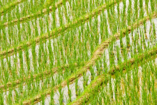 Closeup of a rice field in longshen at southern china