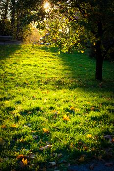 Evening light shining to grass and tree silhouette