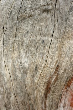 An Abstract Background Texture of Drift Wood